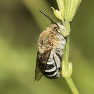 Amegilla sp. (genus) at Higgins, ACT - 27 Mar 2023