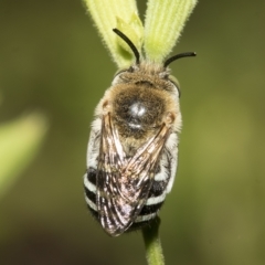 Amegilla sp. (genus) at Higgins, ACT - 27 Mar 2023