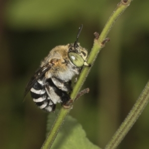 Amegilla sp. (genus) at Higgins, ACT - 27 Mar 2023