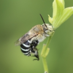 Amegilla sp. (genus) at Higgins, ACT - 27 Mar 2023