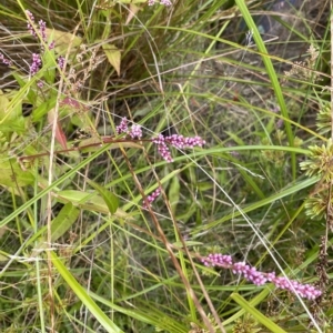 Persicaria decipiens at Wamboin, NSW - 4 Feb 2023 03:35 PM