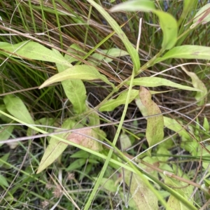 Persicaria decipiens at Wamboin, NSW - 4 Feb 2023 03:35 PM