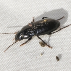 Harpalinae (subfamily) (Harpalinae sp. (subfamily)) at Higgins, ACT - 8 Apr 2023 by AlisonMilton