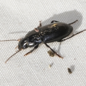 Harpalinae (subfamily) at Higgins, ACT - 8 Apr 2023