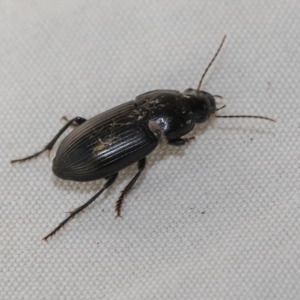 Harpalinae (subfamily) at Higgins, ACT - 8 Apr 2023