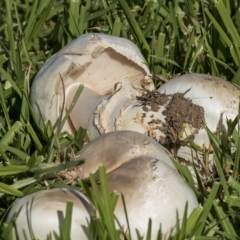 Agaricus sp. (Agaricus) at Cowra, NSW - 13 Apr 2023 by AlisonMilton