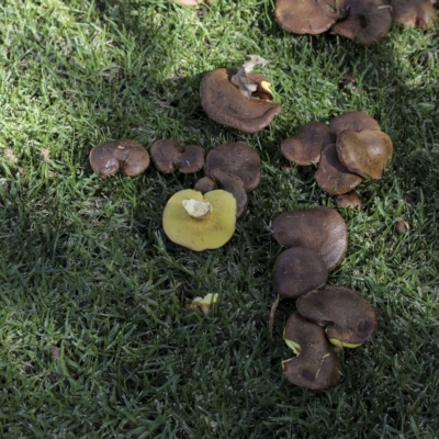 Suillus luteus at Cowra, NSW - 13 Apr 2023 by AlisonMilton