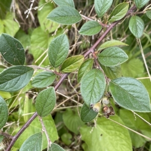 Cotoneaster pannosus at Wamboin, NSW - 4 Feb 2023 03:05 PM