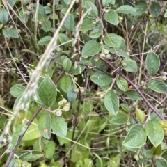 Cotoneaster pannosus at Wamboin, NSW - 4 Feb 2023