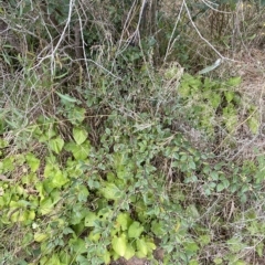 Cotoneaster pannosus at Wamboin, NSW - 4 Feb 2023 03:05 PM