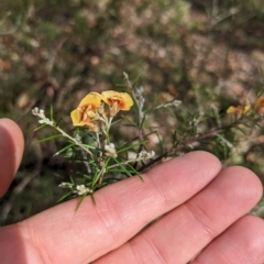 Dillwynia sieberi at Canberra Airport, ACT - 16 Apr 2023