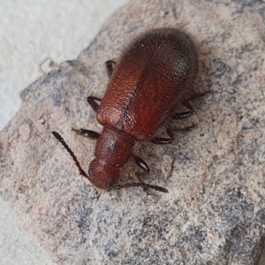 Ecnolagria grandis at Yass River, NSW - 14 Apr 2023 11:39 AM