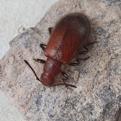 Ecnolagria grandis (Honeybrown beetle) at Rugosa - 14 Apr 2023 by SenexRugosus
