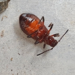 Ecnolagria grandis at Yass River, NSW - 14 Apr 2023 11:39 AM