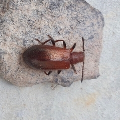 Ecnolagria grandis at Yass River, NSW - 14 Apr 2023 11:39 AM