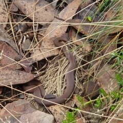 Drysdalia coronoides (White-lipped Snake) at Cotter River, ACT - 15 Apr 2023 by jmcleod