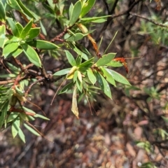 Styphelia triflora (Five-corners) at Kowen Escarpment - 16 Apr 2023 by WalterEgo
