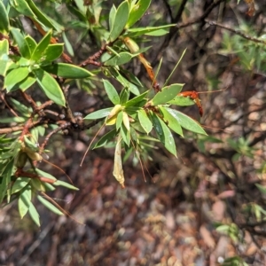 Styphelia triflora at Kowen, ACT - 16 Apr 2023