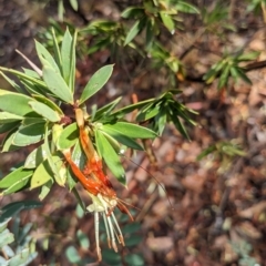 Styphelia triflora at Kowen, ACT - 16 Apr 2023