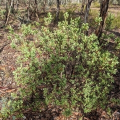 Styphelia triflora at Kowen, ACT - 16 Apr 2023