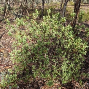 Styphelia triflora at Kowen, ACT - 16 Apr 2023