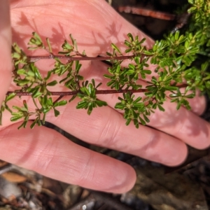 Pultenaea microphylla at Kowen, ACT - 16 Apr 2023