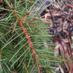 Hakea decurrens (Bushy Needlewood) at Kowen Escarpment - 16 Apr 2023 by WalterEgo