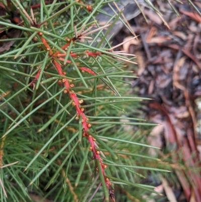 Hakea decurrens (Bushy Needlewood) at Kowen, ACT - 16 Apr 2023 by WalterEgo