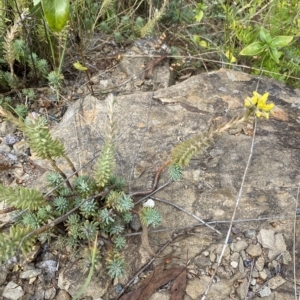 Sedum rupestre at Wamboin, NSW - 4 Feb 2023