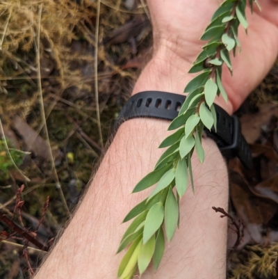 Styphelia triflora (Five-corners) at Kowen, ACT - 16 Apr 2023 by WalterEgo