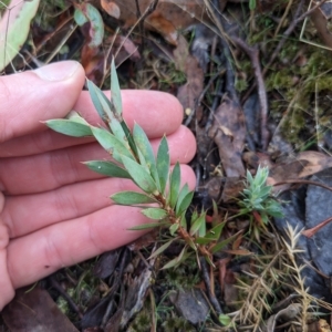 Styphelia triflora at Kowen, ACT - 16 Apr 2023