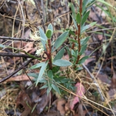 Styphelia triflora at Kowen, ACT - 16 Apr 2023