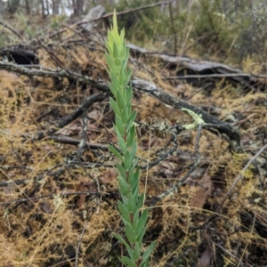 Styphelia triflora at Kowen, ACT - 16 Apr 2023