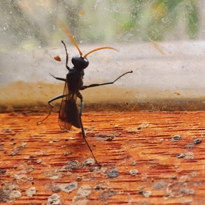 Fabriogenia sp. (genus) (Spider wasp) at Rugosa - 15 Apr 2023 by SenexRugosus