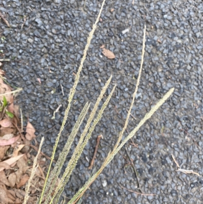 Sporobolus africanus (Parramatta Grass, Rat's Tail Grass) at Wamboin, NSW - 4 Feb 2023 by natureguy