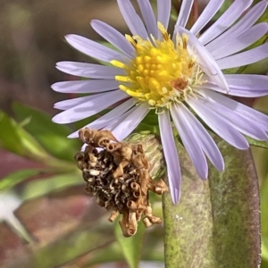 Symphyotrichum novi-belgii at Rendezvous Creek, ACT - 15 Apr 2023