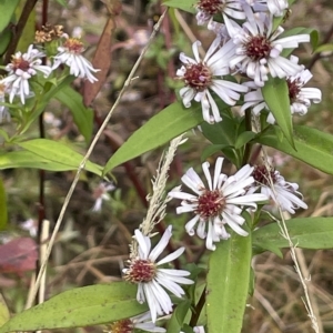 Symphyotrichum novi-belgii at Rendezvous Creek, ACT - 15 Apr 2023