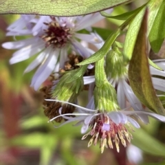 Symphyotrichum novi-belgii at Rendezvous Creek, ACT - 15 Apr 2023