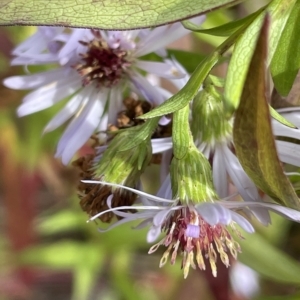 Symphyotrichum novi-belgii at Rendezvous Creek, ACT - 15 Apr 2023