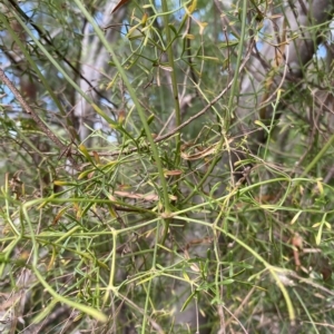 Clematis leptophylla at Wamboin, NSW - 4 Feb 2023