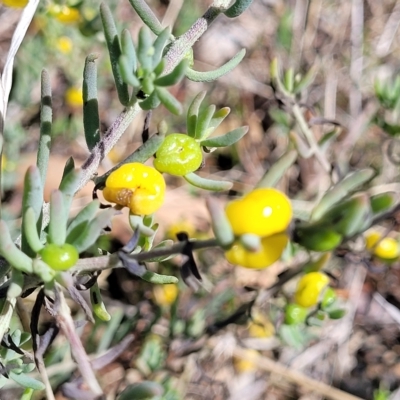 Enchylaena tomentosa (Ruby Saltbush) at Hallett Cove, SA - 16 Apr 2023 by trevorpreston