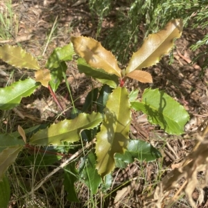 Photinia serratifolia at Wamboin, NSW - 12 Feb 2023 09:58 AM