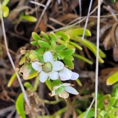 Myoporum parvifolium (Creeping Myoporum) at Hallett Cove, SA - 16 Apr 2023 by trevorpreston