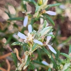 Olearia axillaris (Coast Daisy-bush) at Hallett Cove, SA - 16 Apr 2023 by trevorpreston