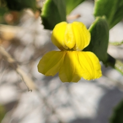 Goodenia varia (Sticky Goodenia) at Hallett Cove, SA - 16 Apr 2023 by trevorpreston