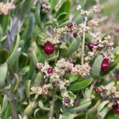 Rhagodia candolleana (Sea-berry Saltbush) at Hallett Cove, SA - 16 Apr 2023 by trevorpreston