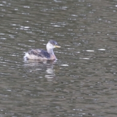 Tachybaptus novaehollandiae (Australasian Grebe) at Jerrabomberra, ACT - 16 Apr 2023 by RodDeb