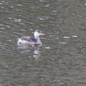 Tachybaptus novaehollandiae at Jerrabomberra, ACT - 16 Apr 2023