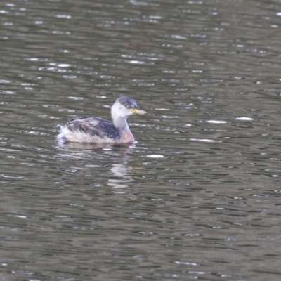 Tachybaptus novaehollandiae (Australasian Grebe) at Jerrabomberra, ACT - 16 Apr 2023 by RodDeb