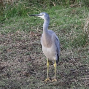 Egretta novaehollandiae at Jerrabomberra, ACT - 16 Apr 2023